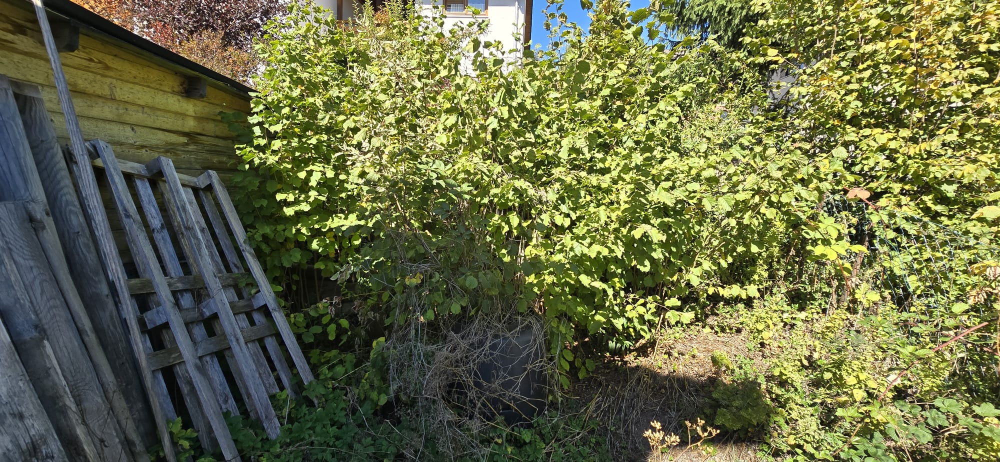 Garden photo 31